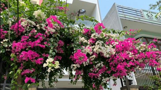 7 Mẫu Giàn Hoa Leo Trước Cổng Đẹp, Dễ Chăm Sóc