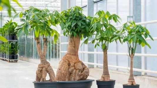 Cây Kim Ngân Hợp Mệnh Gì? Cách Chọn Cây Phong Thủy Hút Tài Lộc