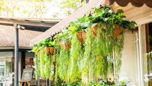 Bí Quyết Trang Trí Cây Treo Ban Công