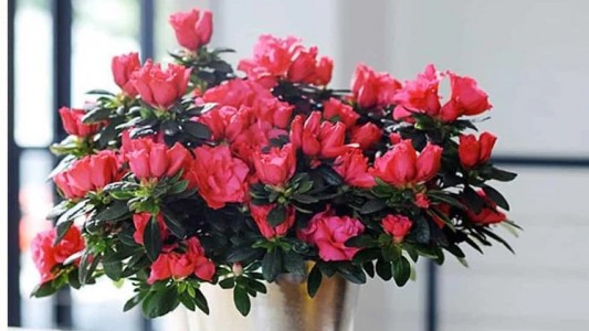 Chọn Hoa Đỗ Quyên Theo Mệnh – Thu Hút May Mắn & Tài Lộc