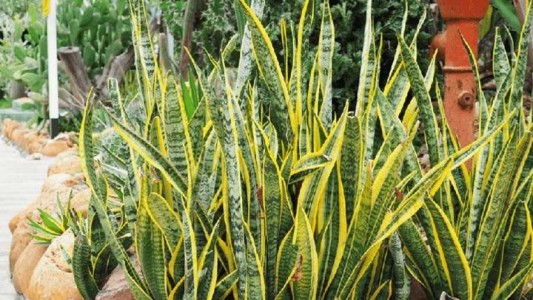 Chọn Cây Lưỡi Hổ Theo Mệnh: Đặt Đúng Cách – Rước May Mắn Vào Nhà