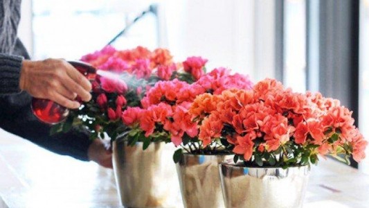 5 loại cây trồng trong nhà ít người biết nhưng cực đẹp và dễ chăm sóc